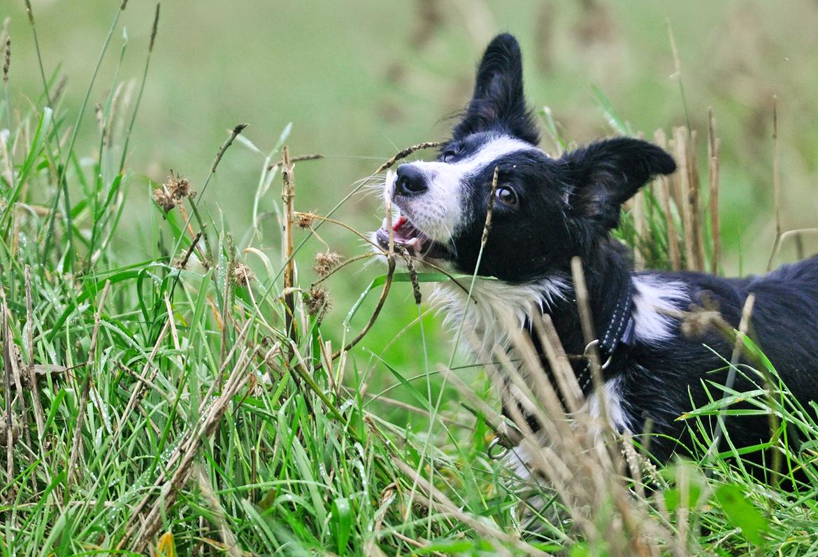 Border collie Menellis Rey billede 14