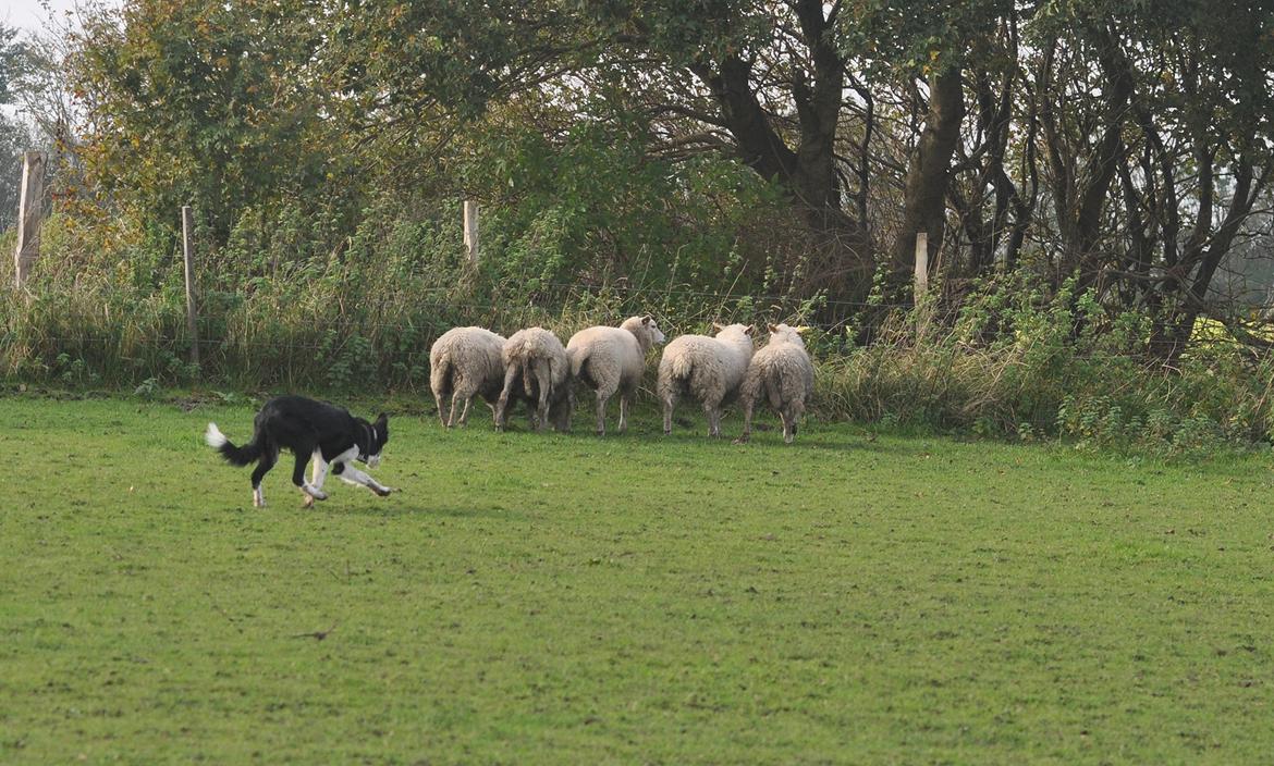 Border collie Menellis Rey billede 17