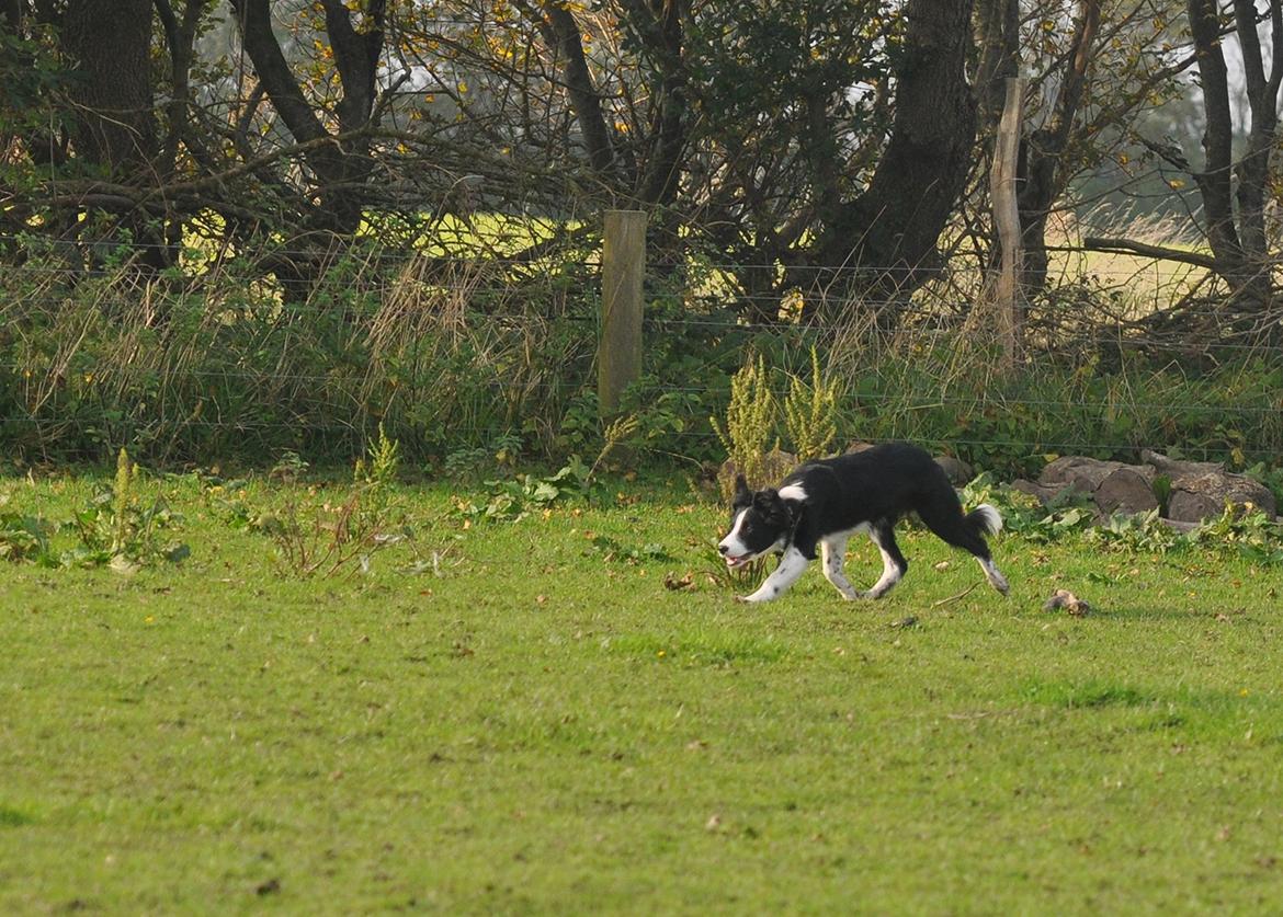 Border collie Menellis Rey billede 18