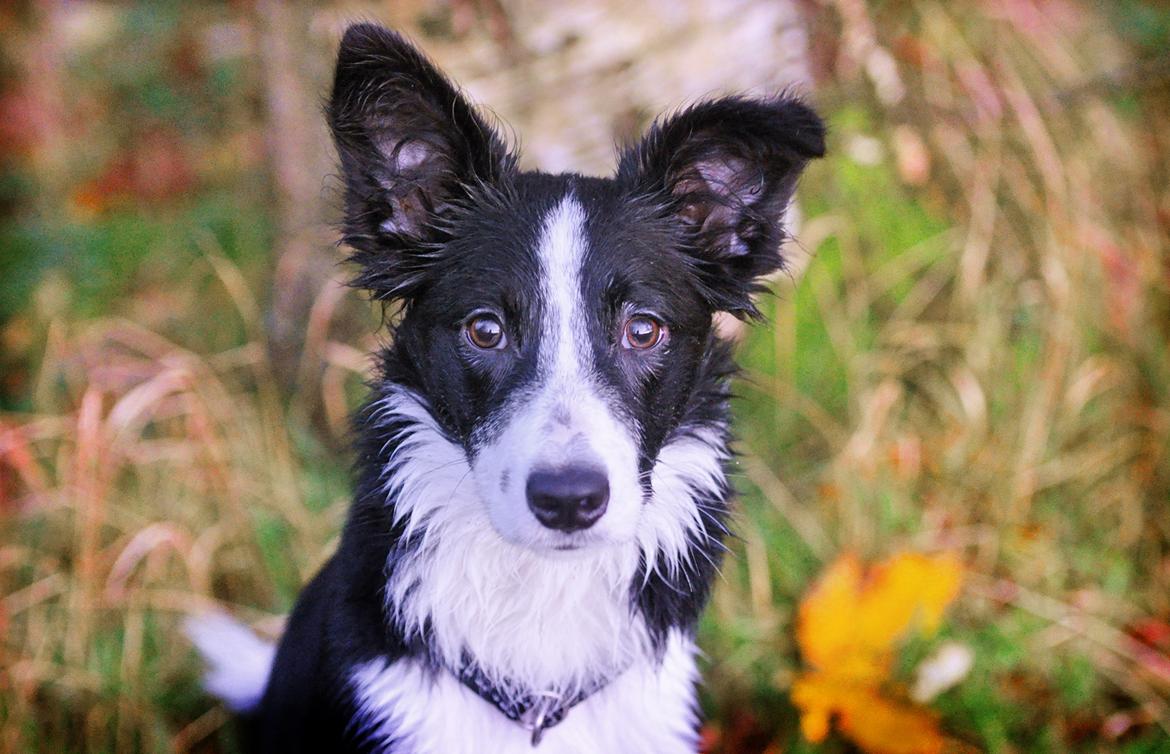 Border collie Menellis Rey billede 16