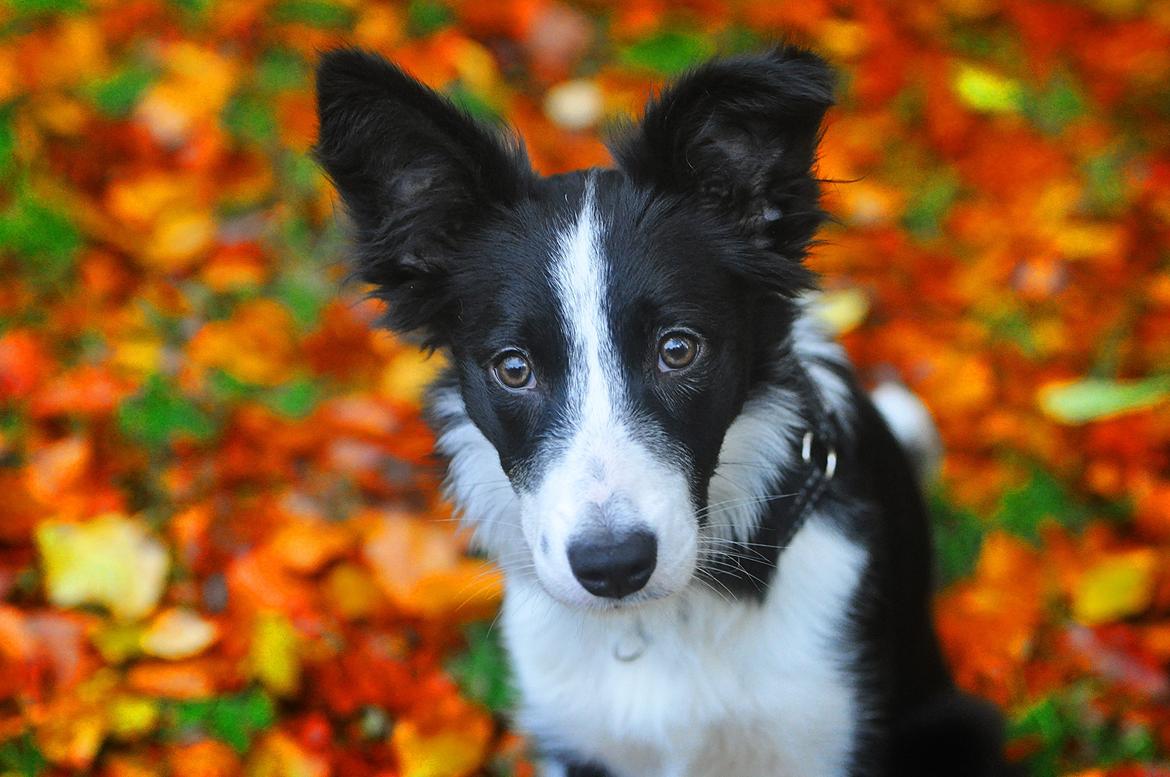 Border collie Menellis Rey billede 15