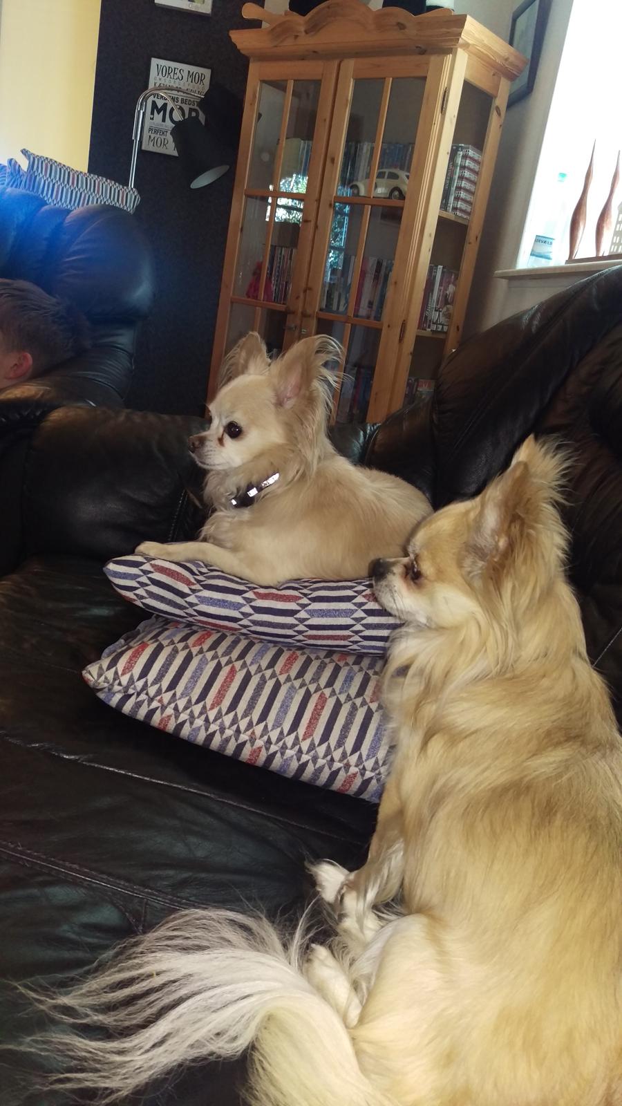 Chihuahua topper billede 1