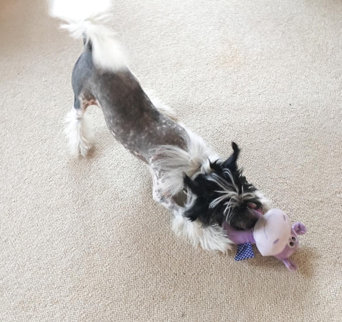 Chinese crested hårløs Jax billede 10