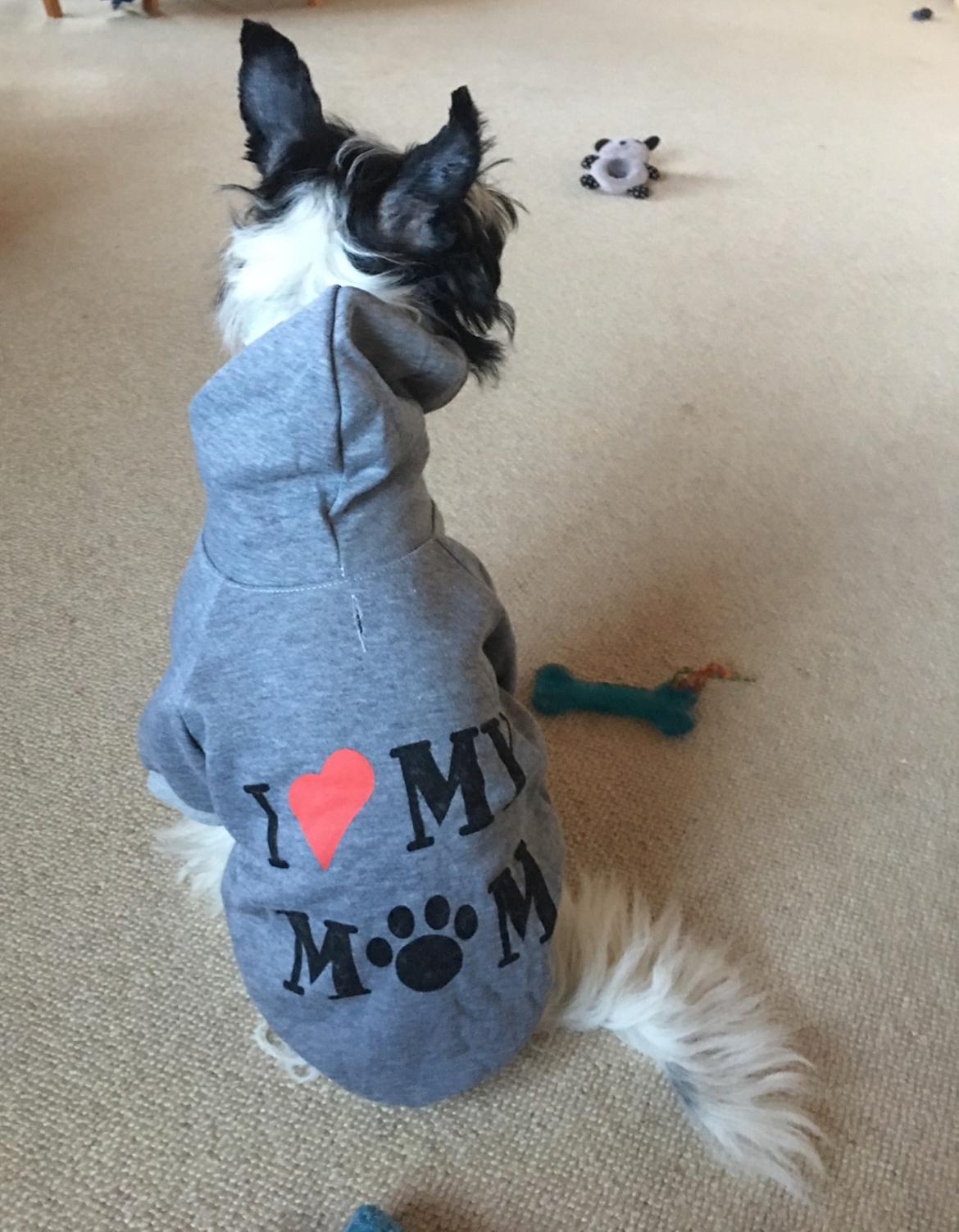 Chinese crested hårløs Jax billede 2