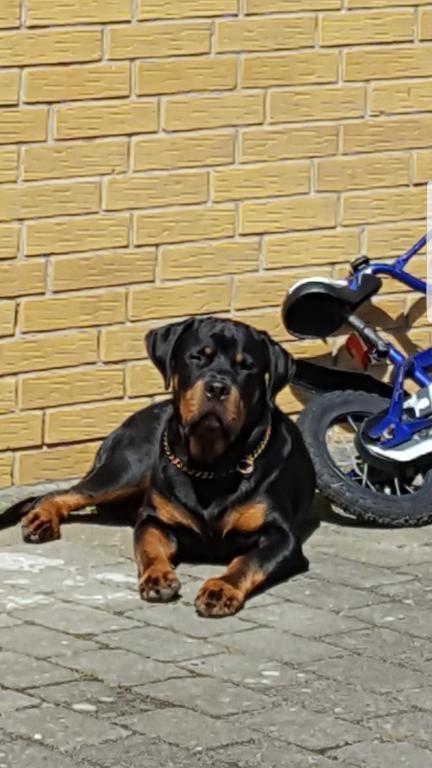 Rottweiler Rocky billede 1