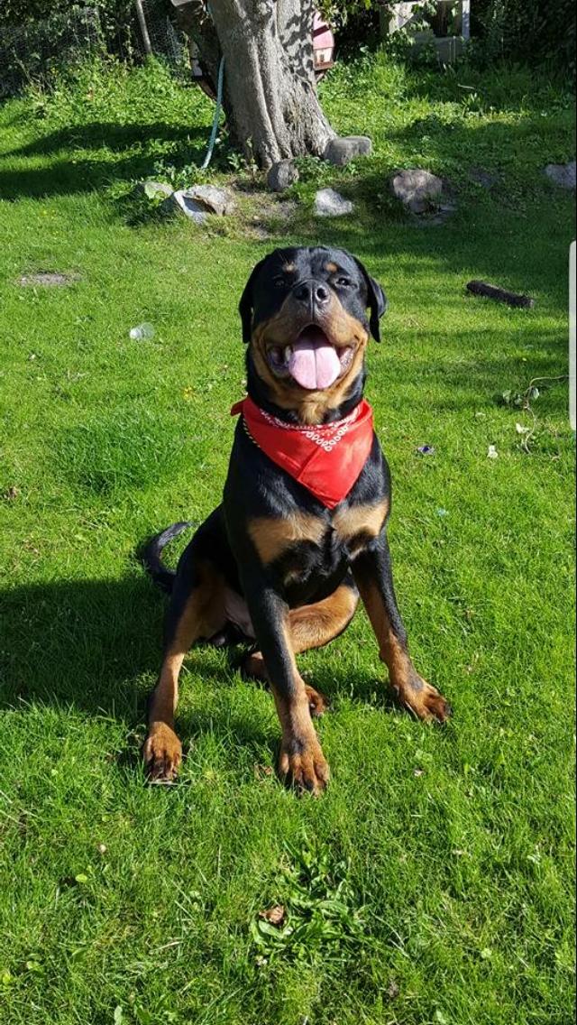 Rottweiler Rocky billede 8