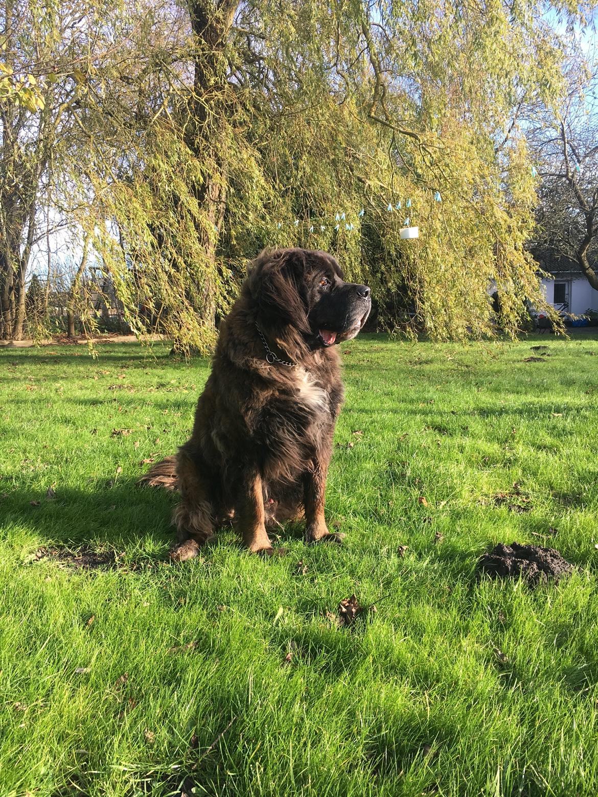 Blanding af racer Bent  billede 11