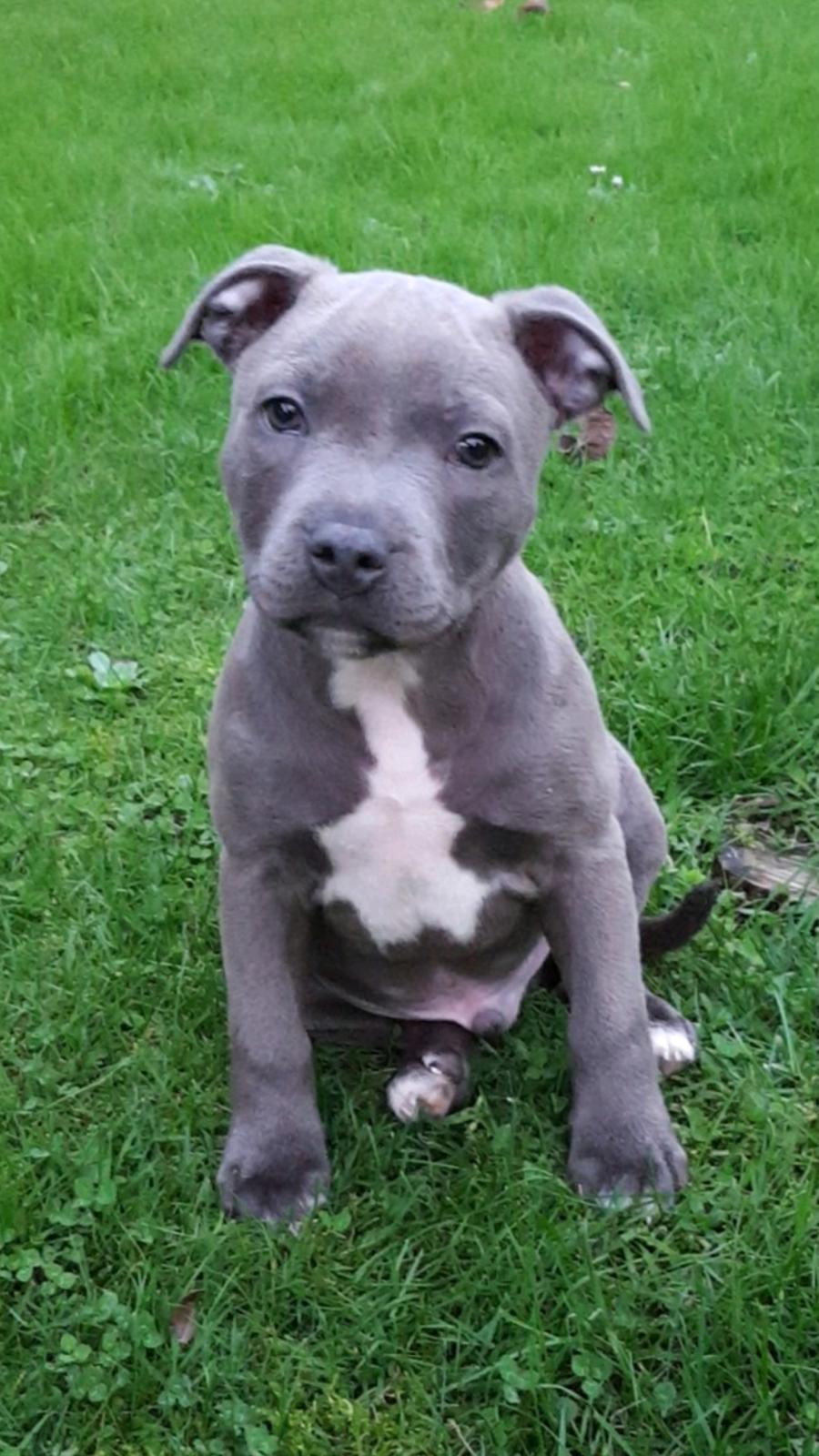 Staffordshire bull terrier Kaiser   (Prince of Wales) billede 2