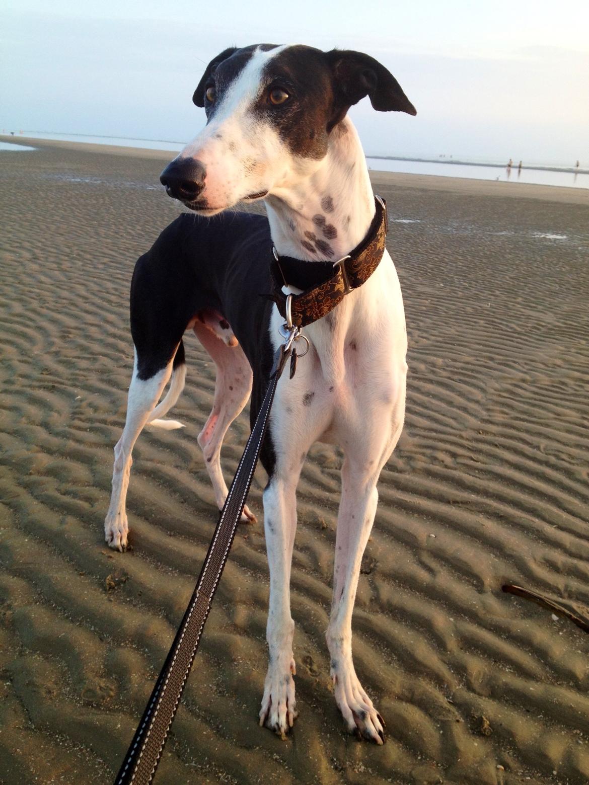 Galgo español AMIGO billede 16