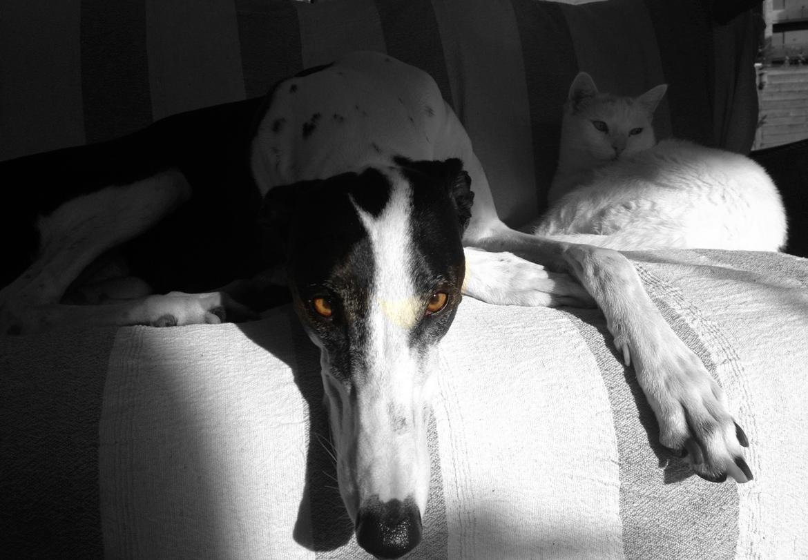 Galgo español AMIGO billede 18