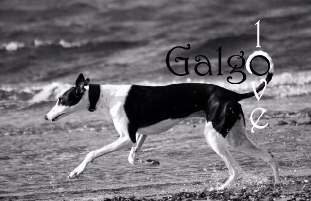 Galgo español AMIGO billede 19