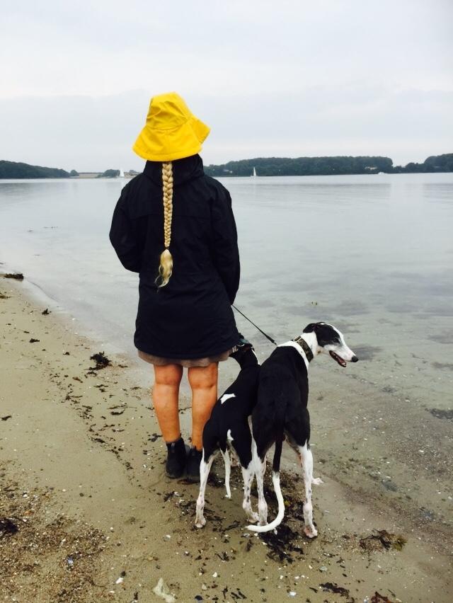 Galgo español AMIGO billede 17