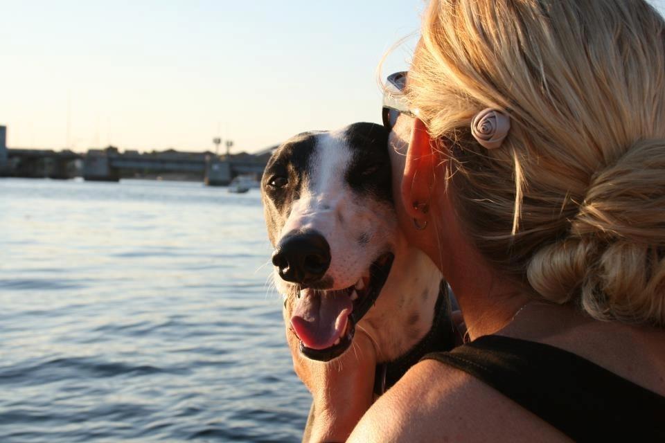 Galgo español AMIGO billede 21