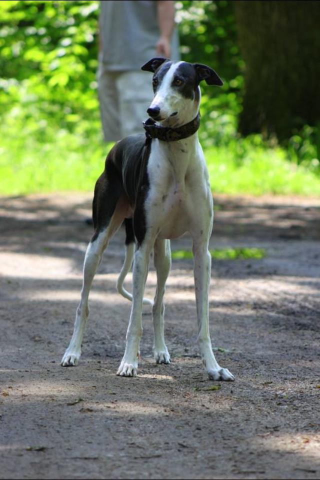 Galgo español AMIGO billede 22