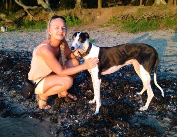 Galgo español AMIGO billede 23