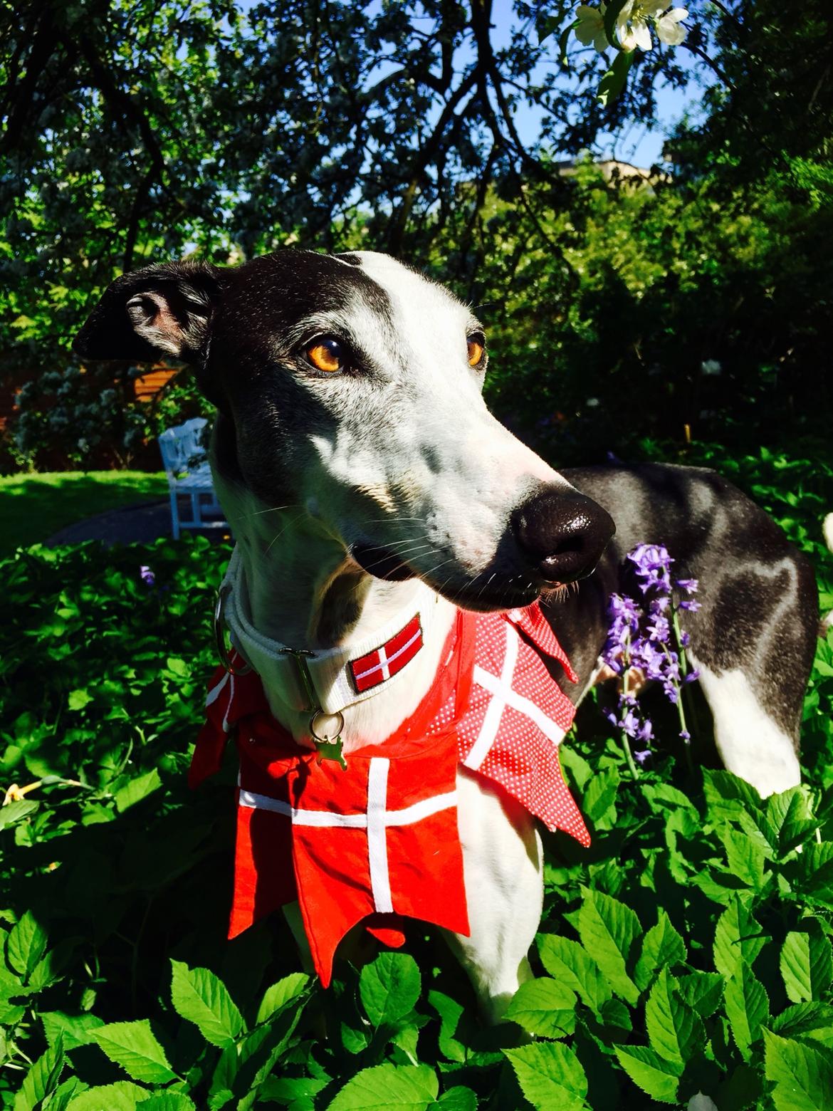 Galgo español AMIGO billede 24