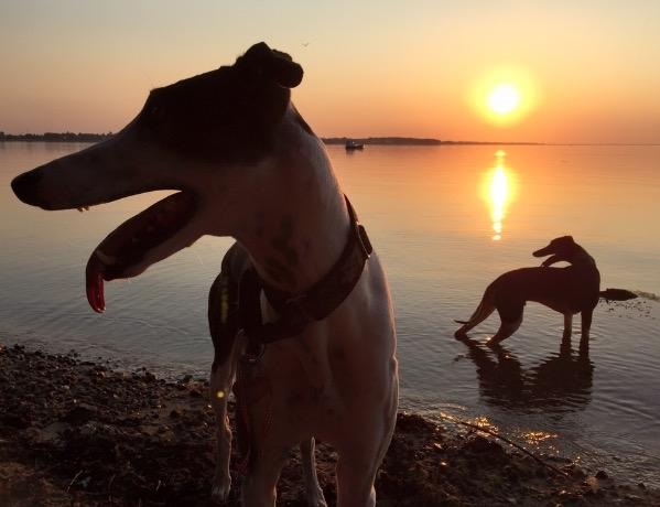 Galgo español AMIGO billede 20