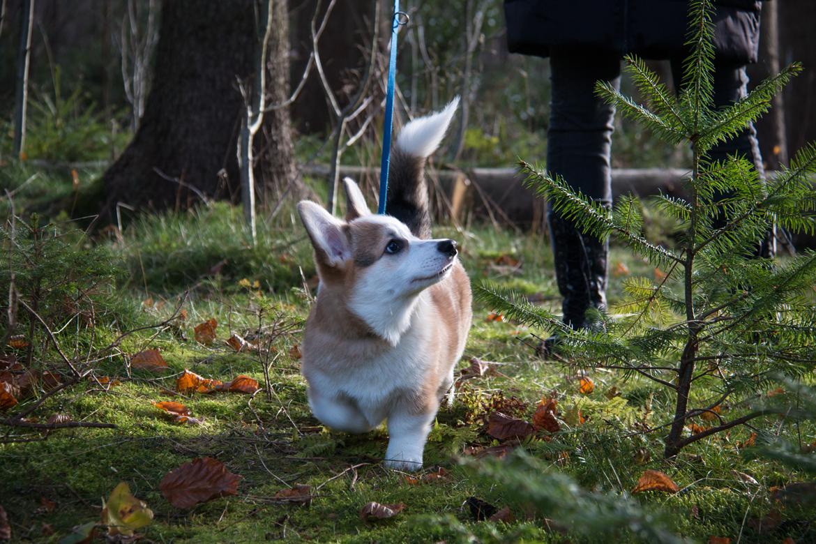 Welsh corgi pembroke Zeus - Fire måneder gamle Zeus - november 2017 billede 1