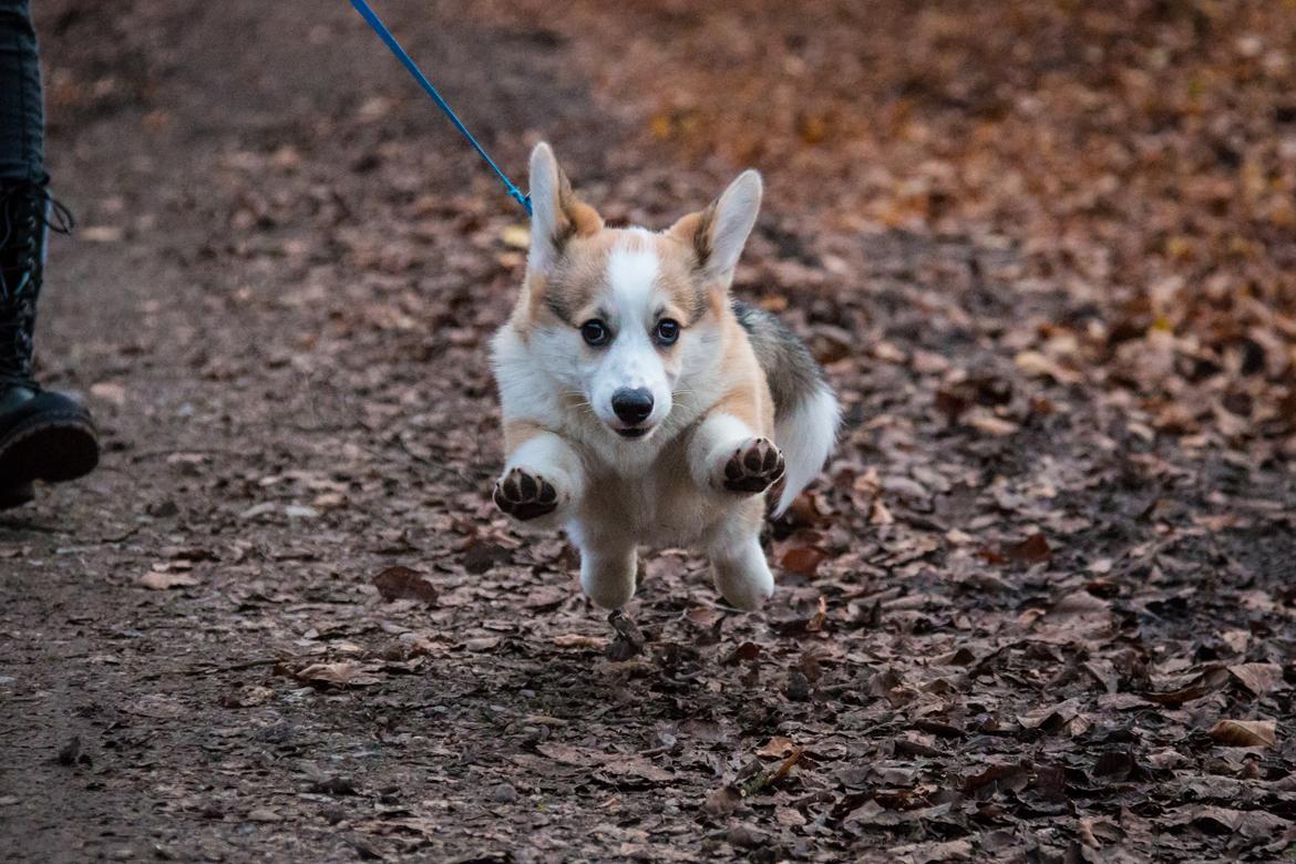 Welsh corgi pembroke Zeus - Fire måneder - november 2017 billede 12