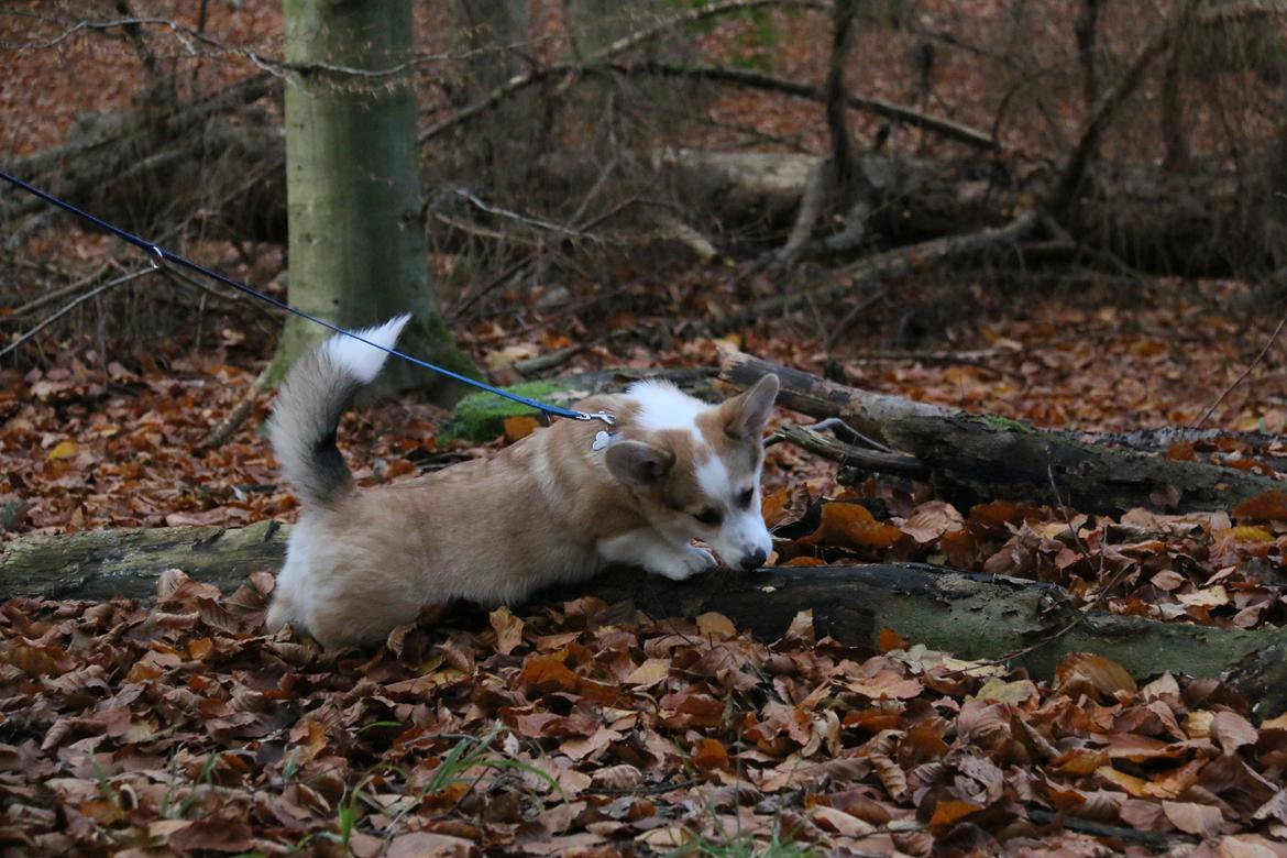 Welsh corgi pembroke Zeus - Fire måneder - november 2017 billede 6