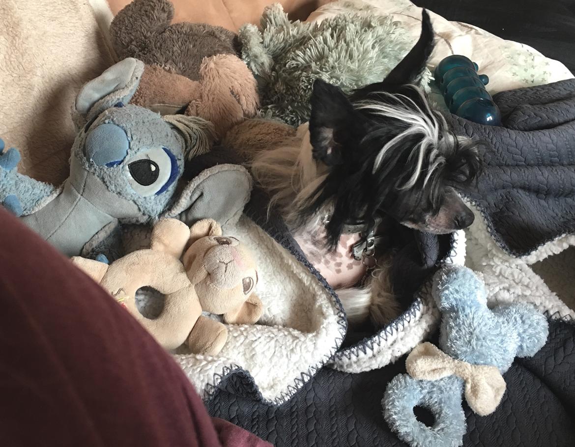 Chinese crested hårløs Jax billede 22