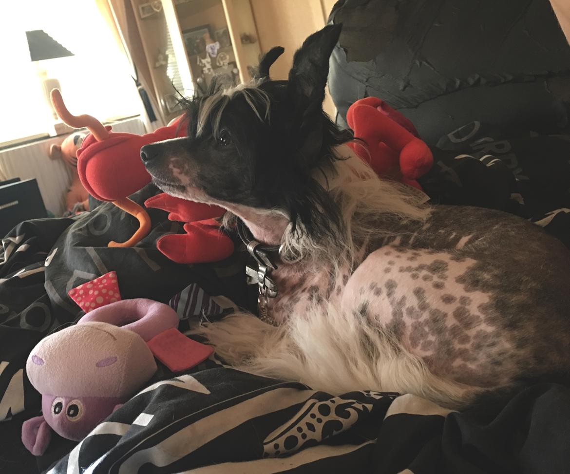 Chinese crested hårløs Jax billede 21