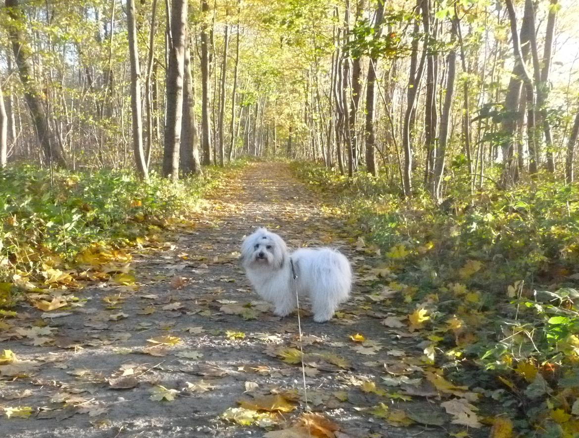 Coton de tulear King - På tur omkring Dallund sø billede 8