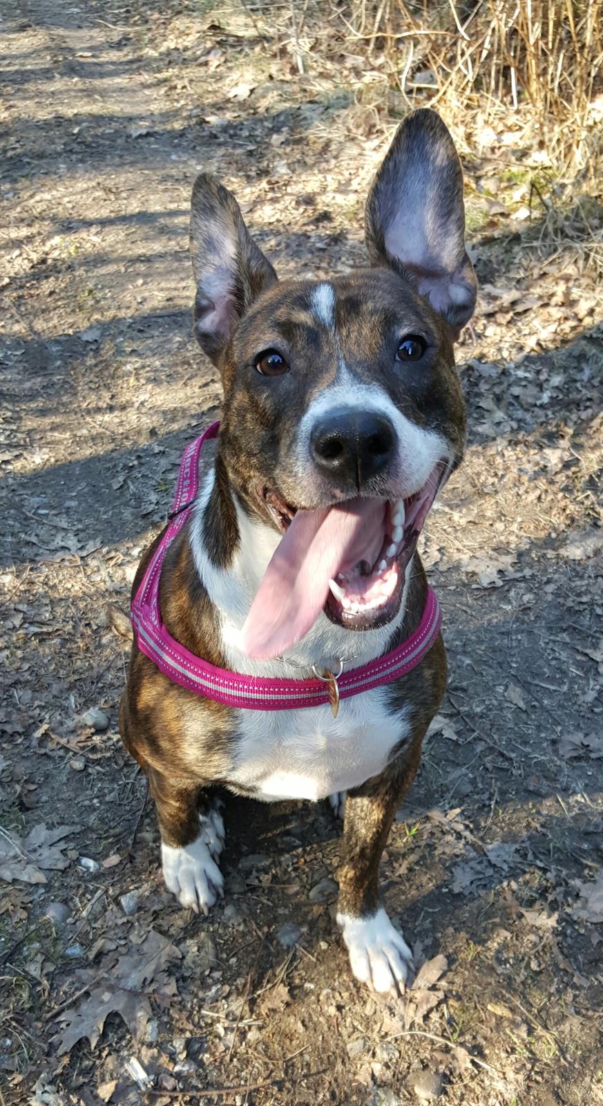 Blanding af racer Luna billede 11