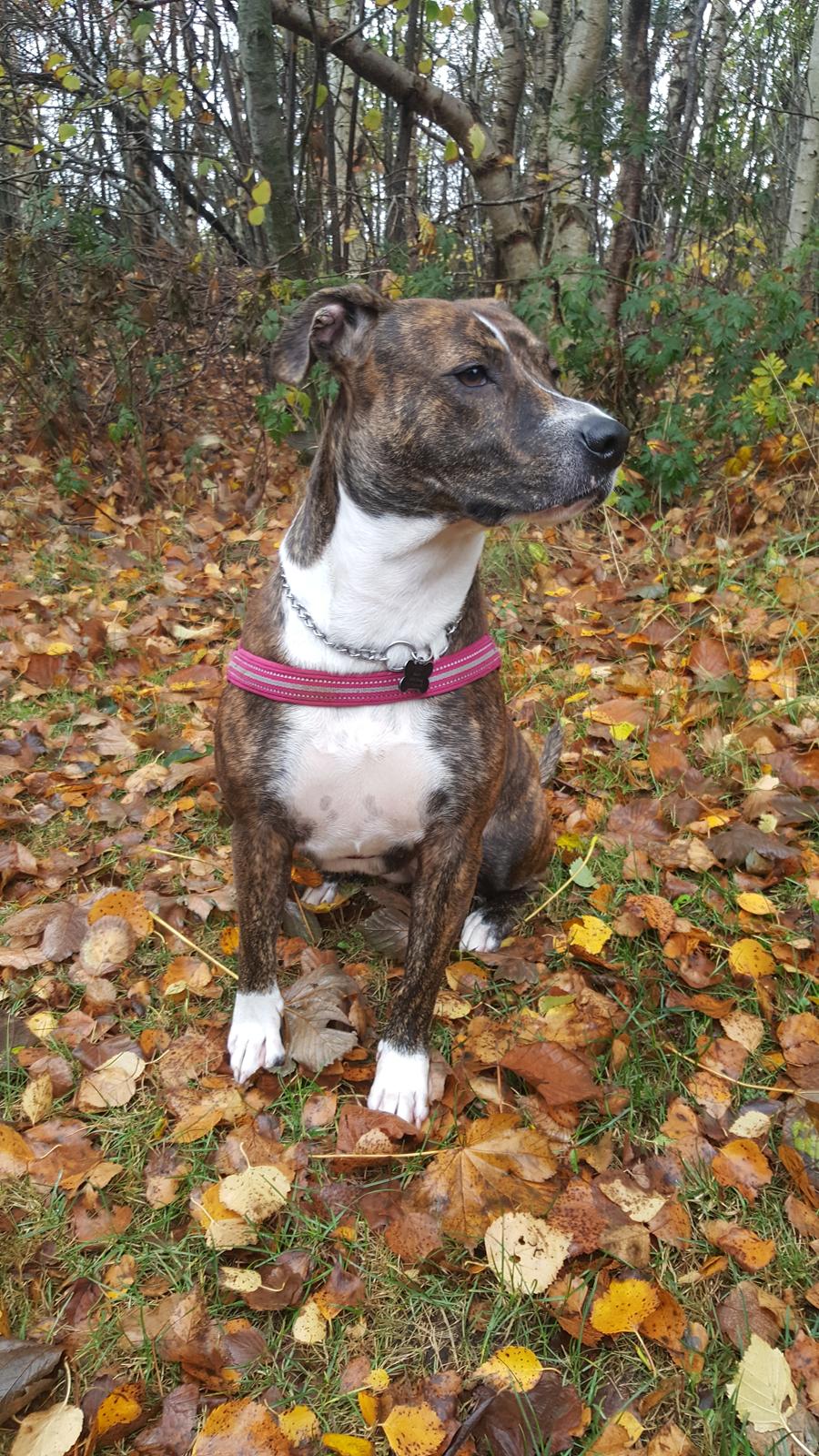 Blanding af racer Luna billede 12