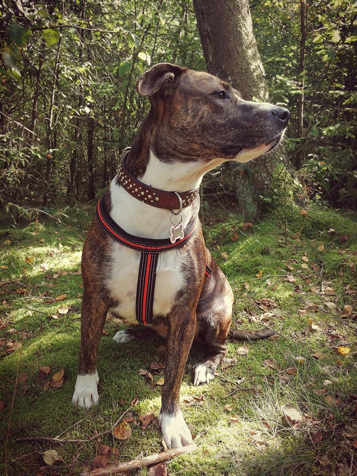 Blanding af racer Luna billede 16