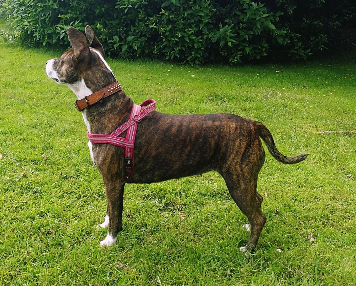 Blanding af racer Luna billede 15