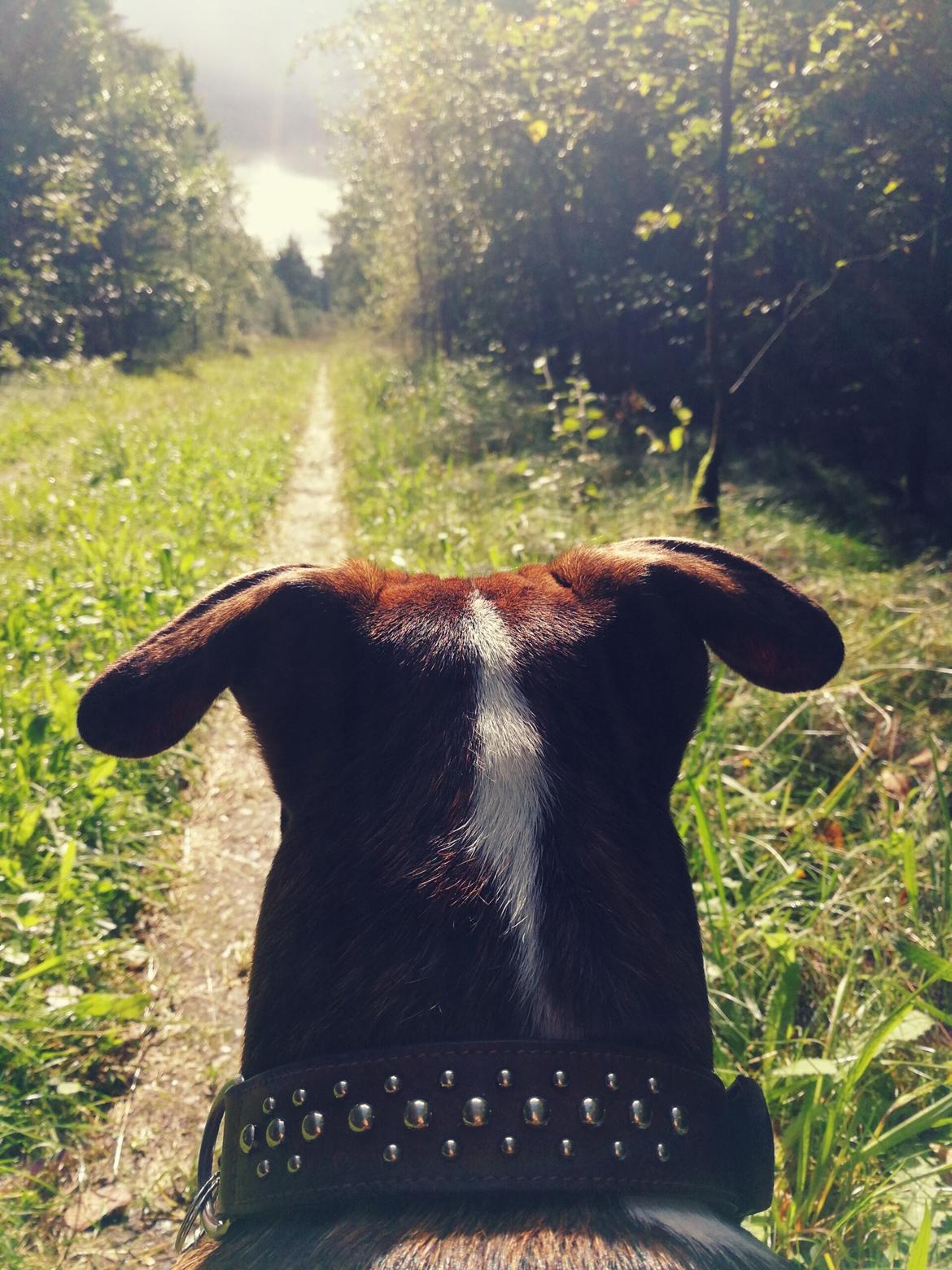 Blanding af racer Luna billede 8