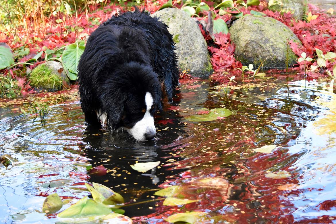 Berner sennenhund Lady Xiera's Teddy Bear (Leopold)  billede 13