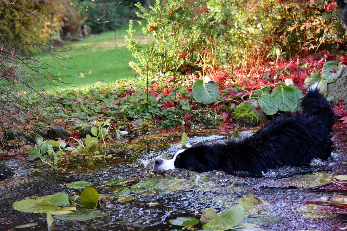 Berner sennenhund Lady Xiera's Teddy Bear (Leopold)  - Flodhesten Leopold indtager "poolen" hjemme hos hans bedsteveinde aka kæreste :P <3  billede 12