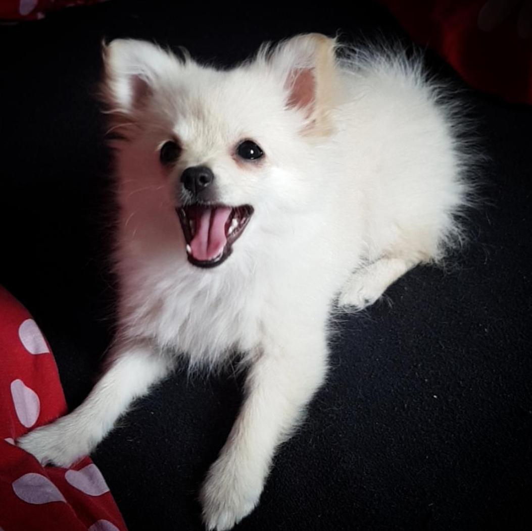 Pomeranian Alba billede 2