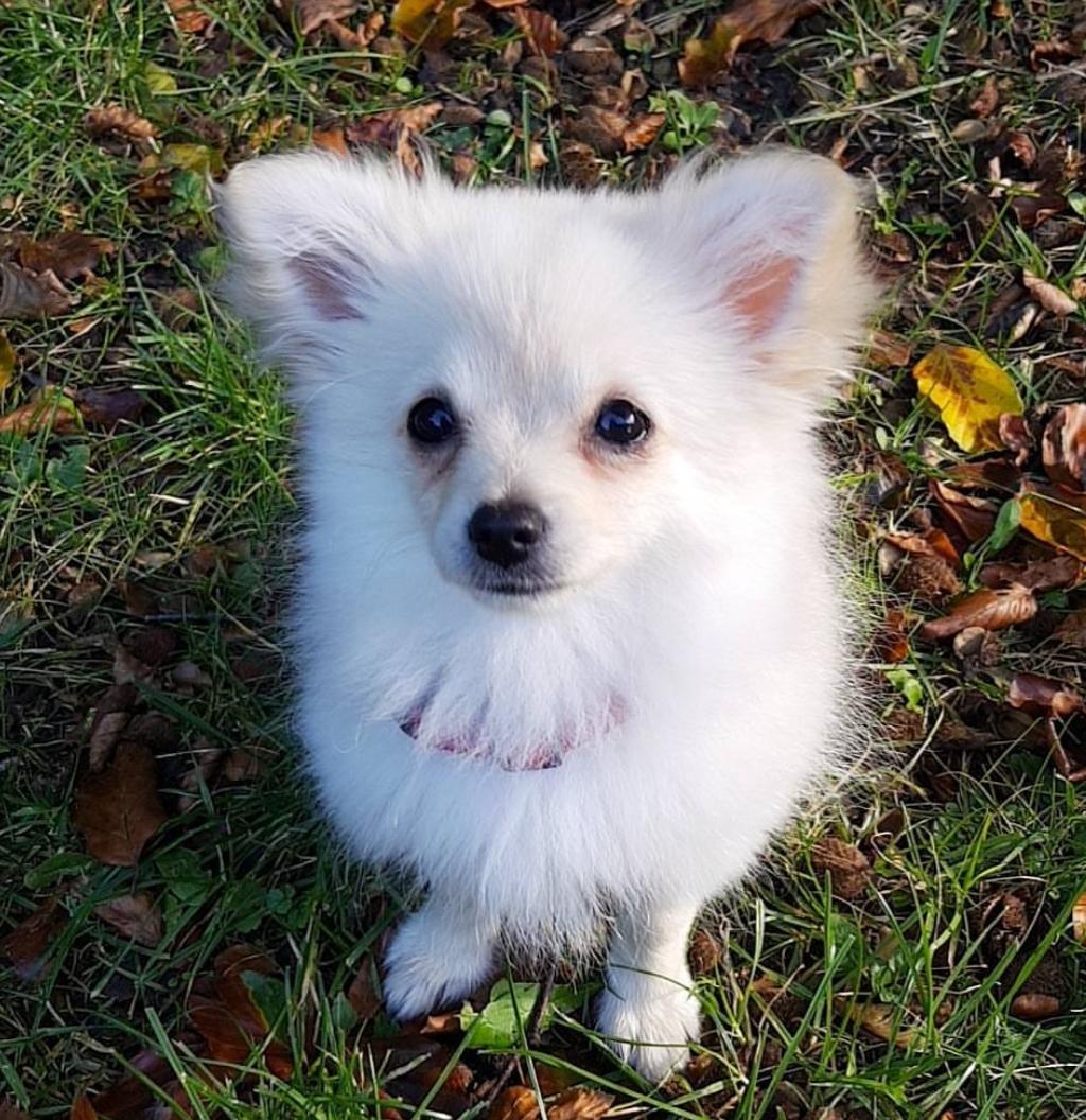 Pomeranian Alba billede 5