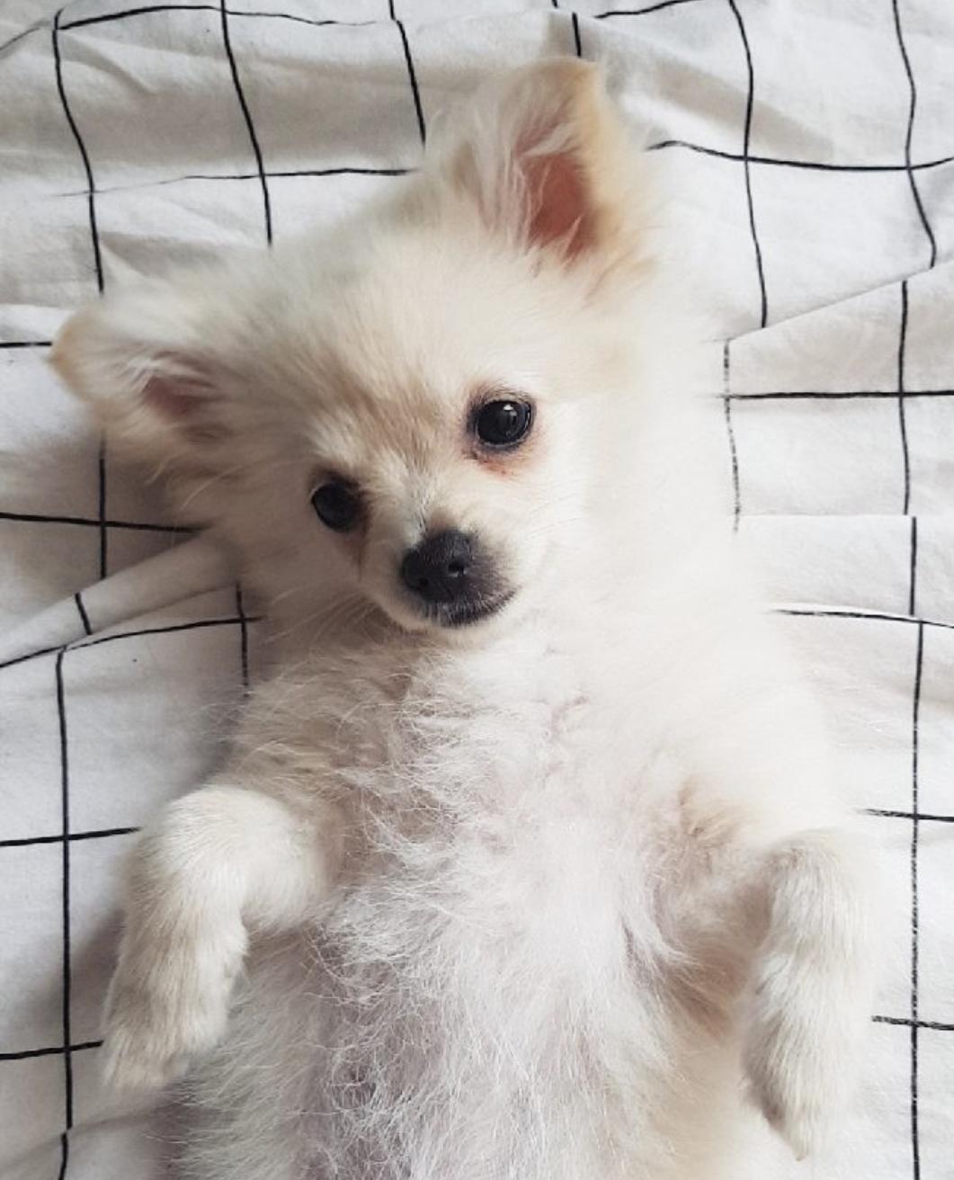 Pomeranian Alba billede 6