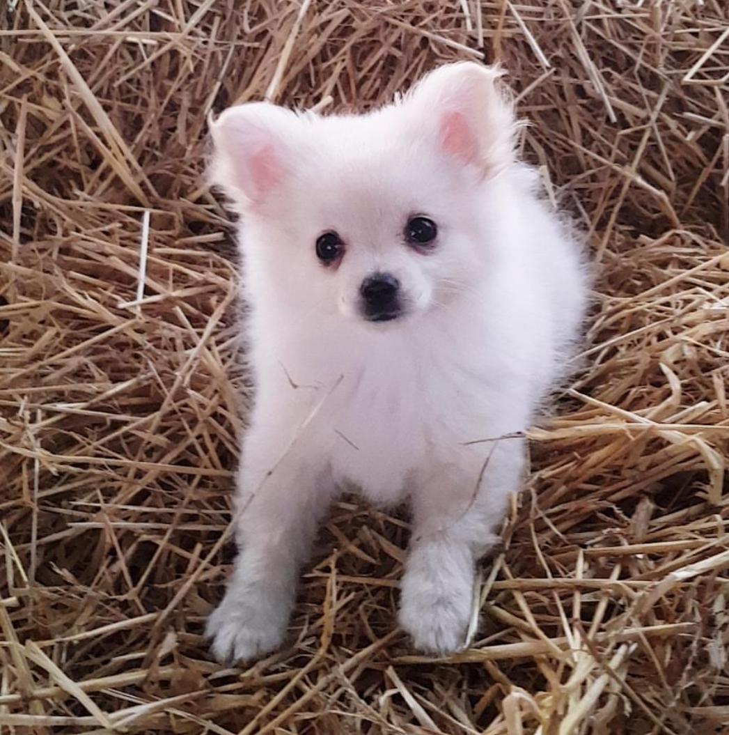 Pomeranian Alba billede 8