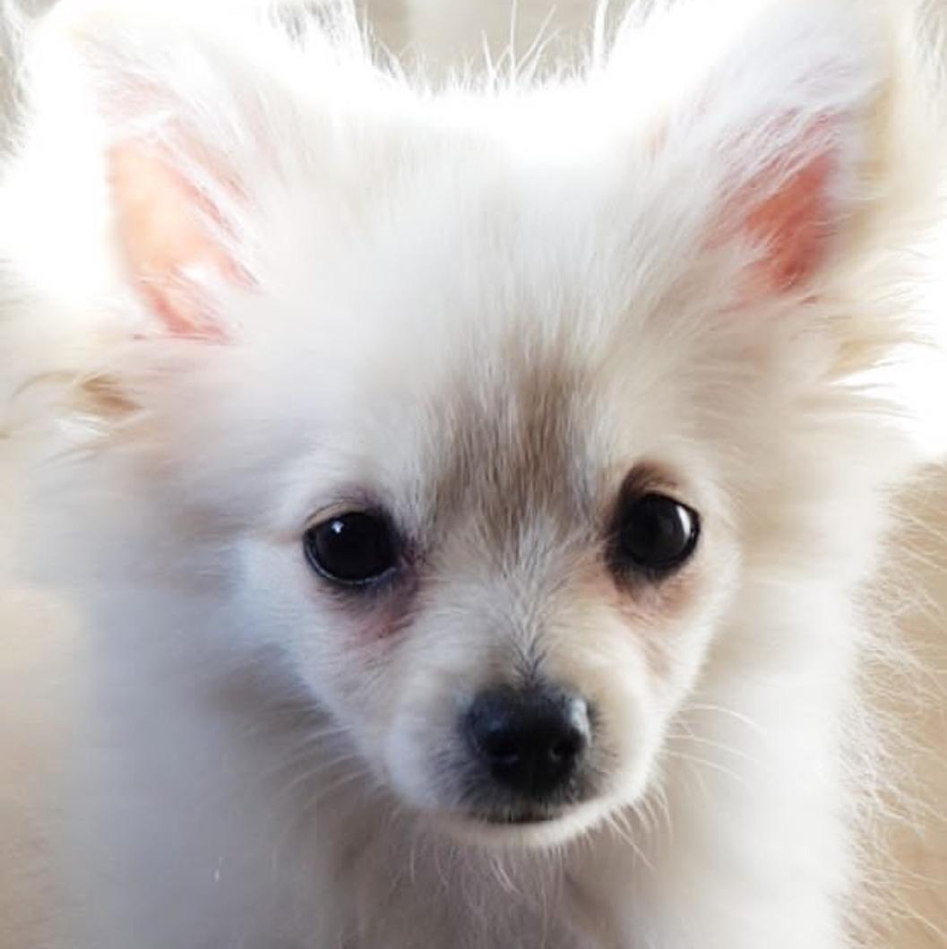 Pomeranian Alba billede 9