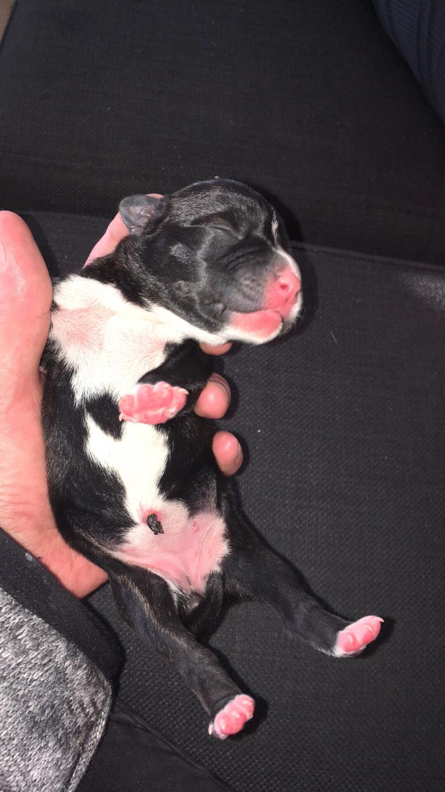 Staffordshire bull terrier Müsli billede 48
