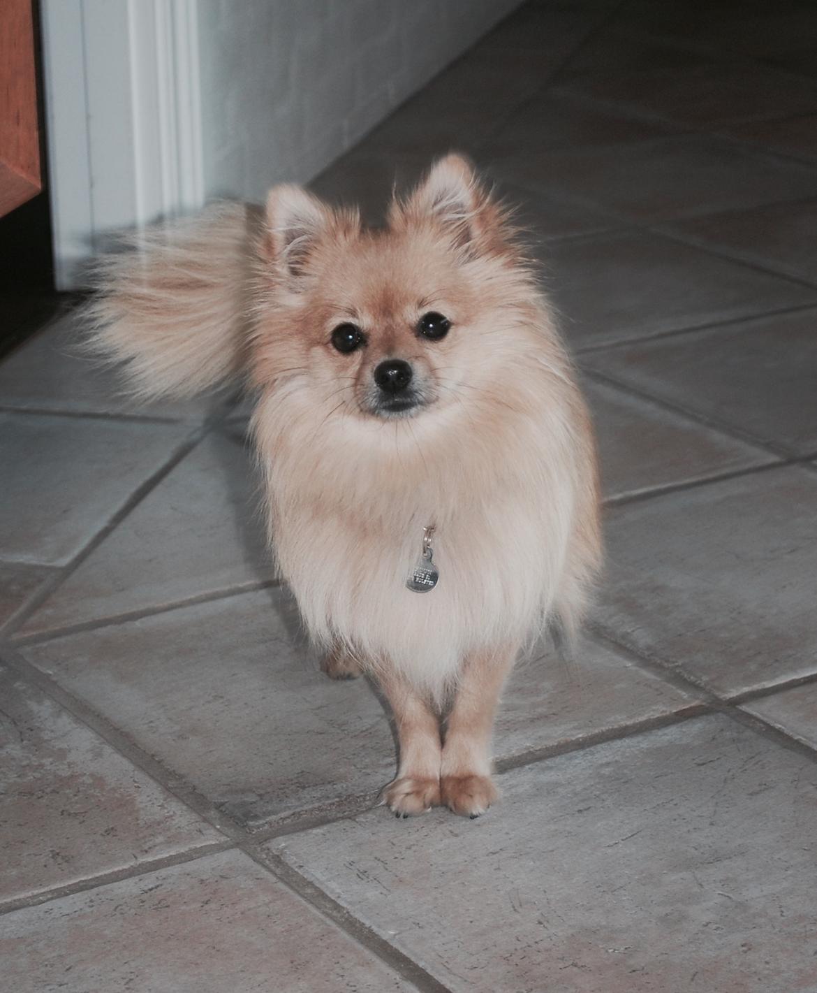 Pomeranian Chloè billede 6