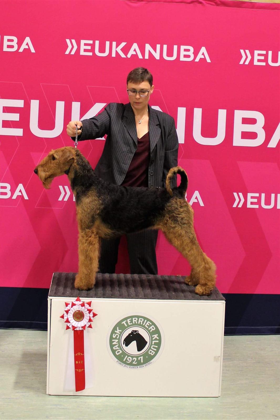 Airedale terrier Shadow Of Aire Love Song billede 18