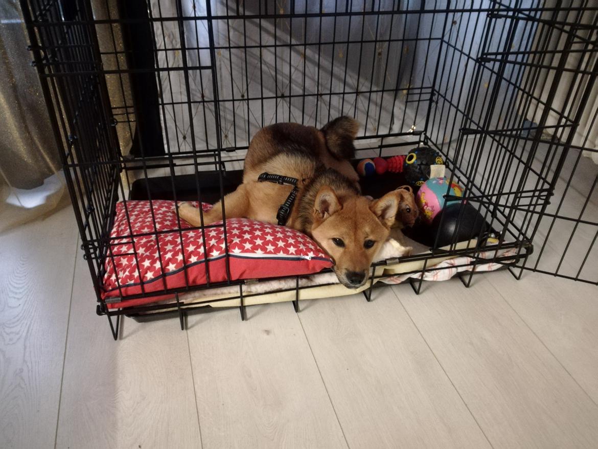 Shiba Nemo  billede 1