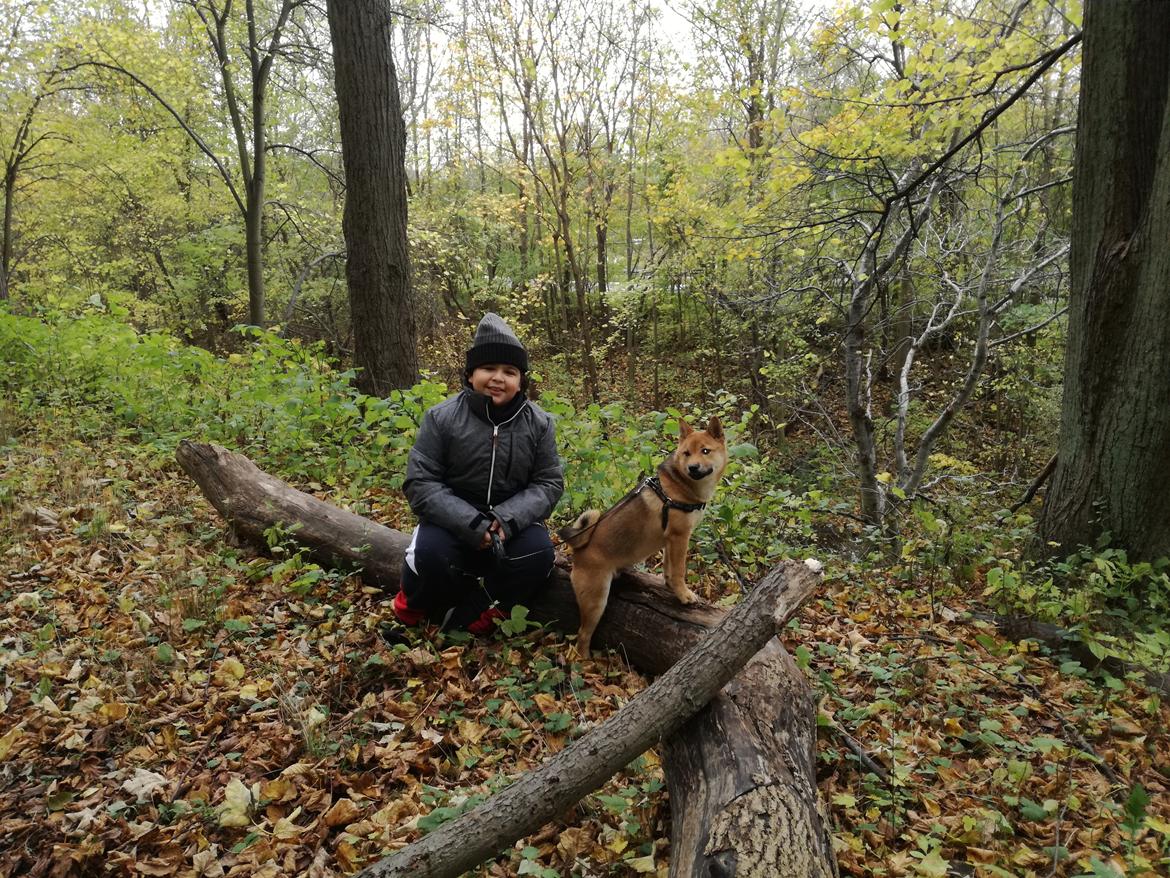 Shiba Nemo  billede 10