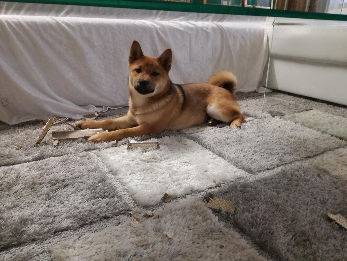 Shiba Nemo  billede 11