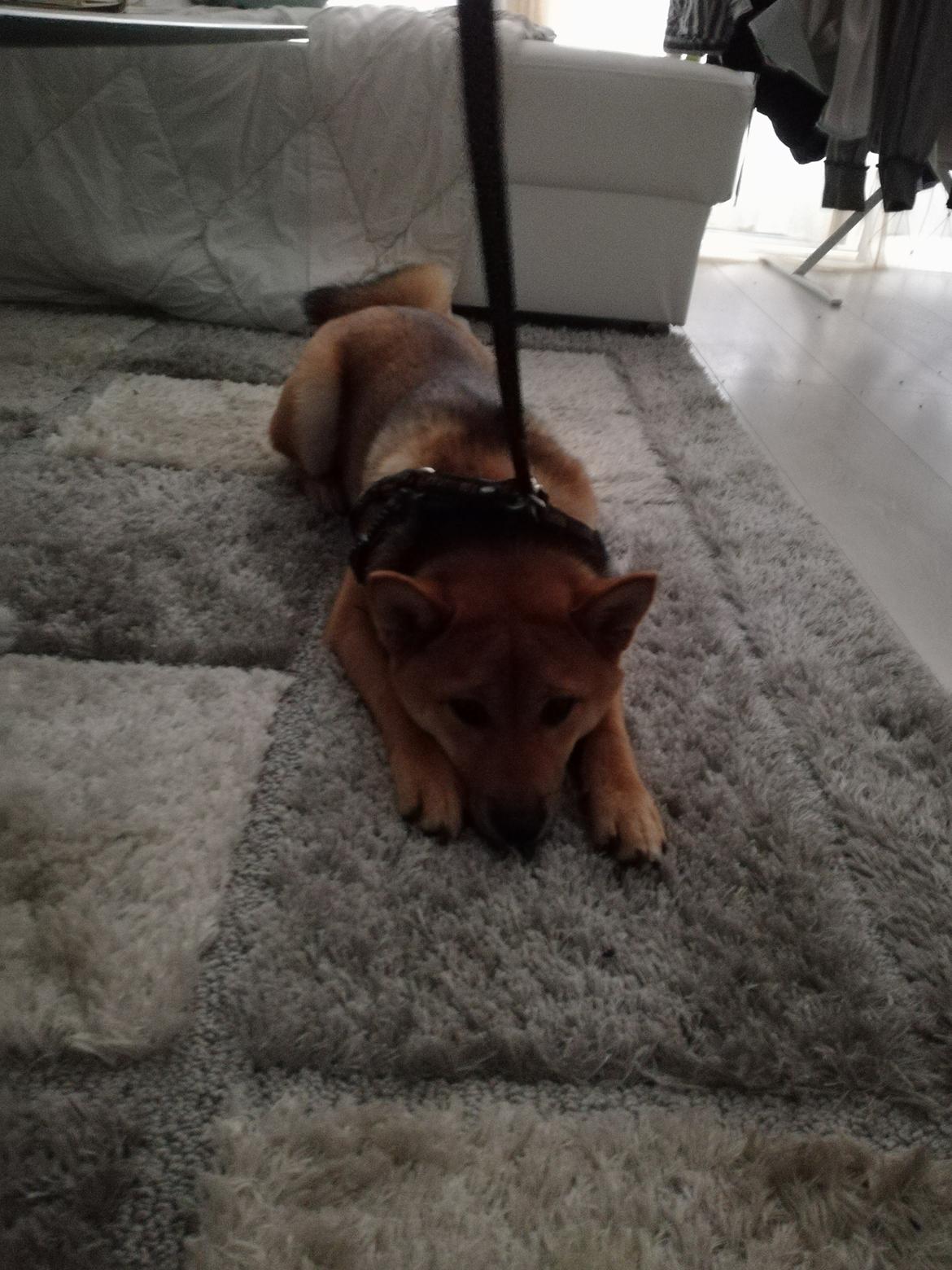 Shiba Nemo  billede 12