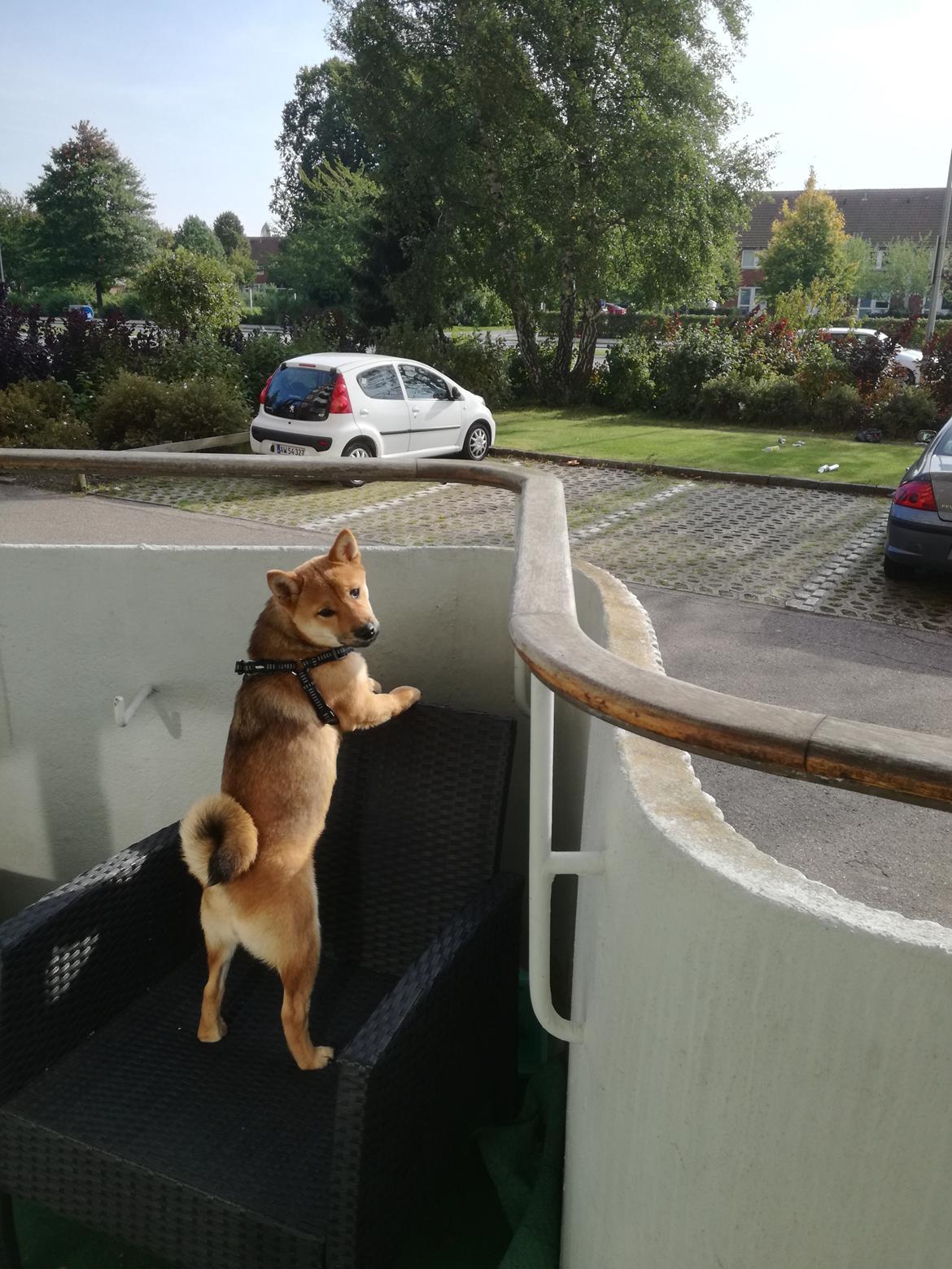 Shiba Nemo  billede 13