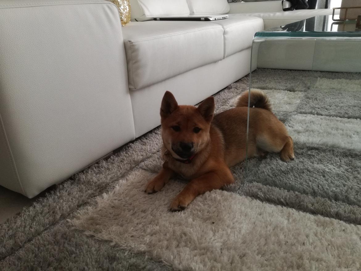 Shiba Nemo  billede 14