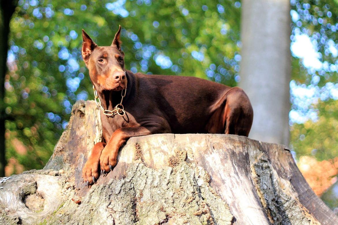 Dobermann Diaz Betelges billede 11