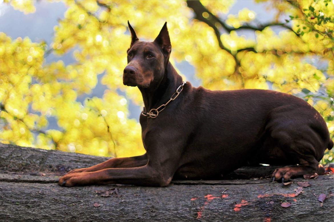 Dobermann Diaz Betelges billede 12